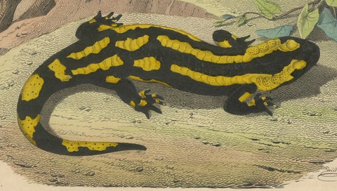 Hand-Colored Lithograph of Fire Salamanders –A Natural History Illustration 1852, close-up 1