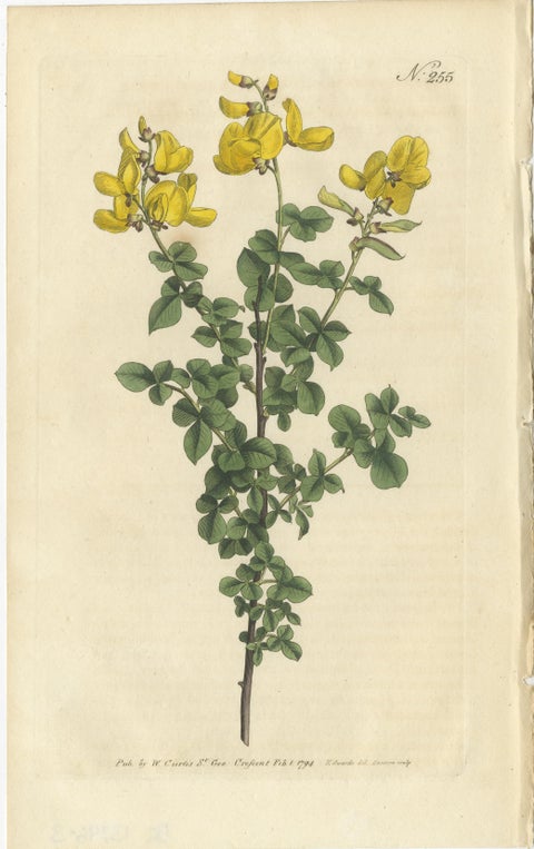 Set of 3 Antique Botany Prints, Common Cytisus, Borbonia, Cistus, view 2