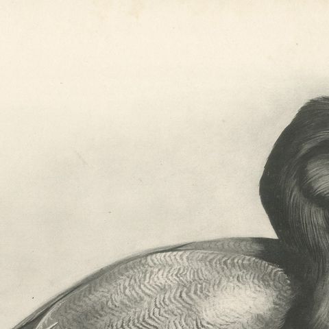 Scaup and Mussels, Antique Bird Print after Lilian Medland, circa 1909, close-up 2
