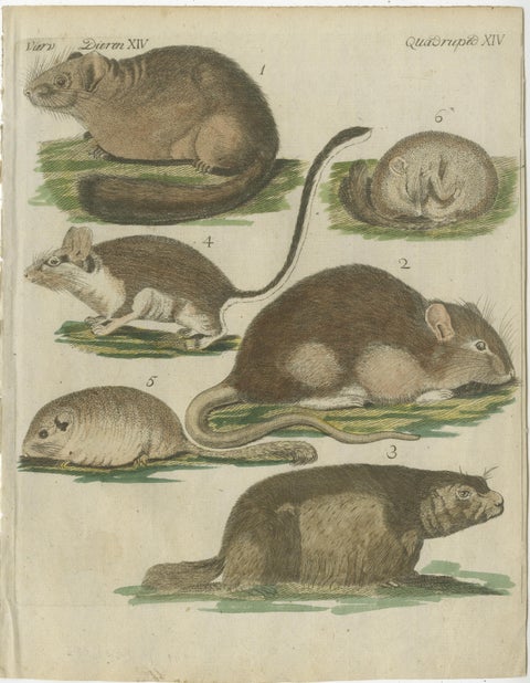 Hand-Colored Antique Illustrations of Various Rodent-like Animals, circa 1820, view 2