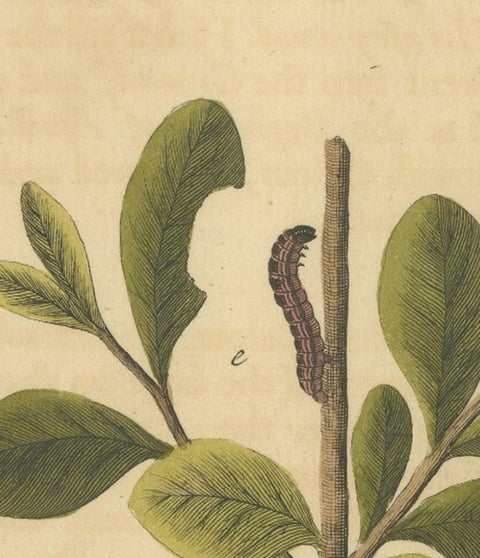 English Moths on Oak, Hand-Colored Insect Engraving, Eleazar Albin 1720, view 5