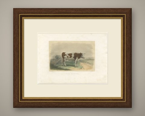 Norman Cow, Antique French Cattle Print after Melin, 1873, shown framed