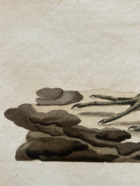 Antique Bird Print of the Green Sandpiper by Sepp & Nozeman, 1809, view 7