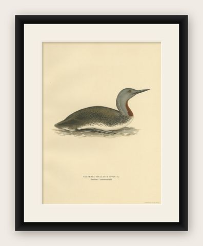 Antique Bird Print of the Red-Throated Loon by Von Wright '1929', shown framed