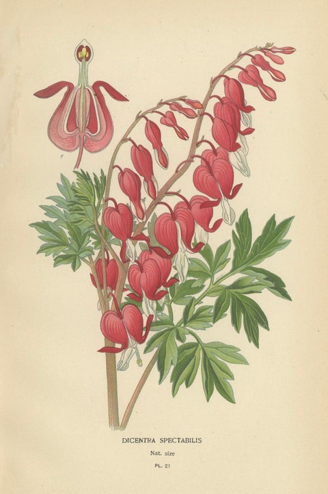 Charming Florals of the Victorian Era: A Collection of Antique Prints, 1896, close-up 3
