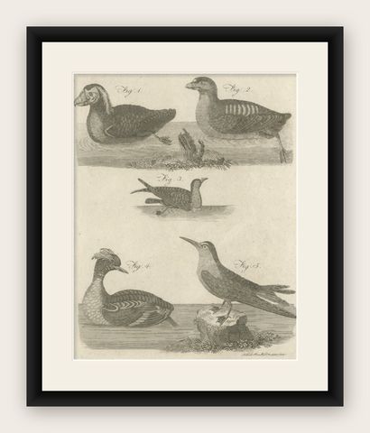 Rare Antique Print of Ducks and Other Birds, 1810, shown framed