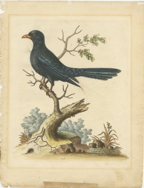 The Black Indian from George Edwards' A Natural History of Uncommon Birds (1743), view 2