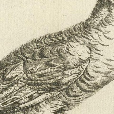 Antique Bird Print of a Variegated Indian Hen by Fessard, 1819, close-up 2