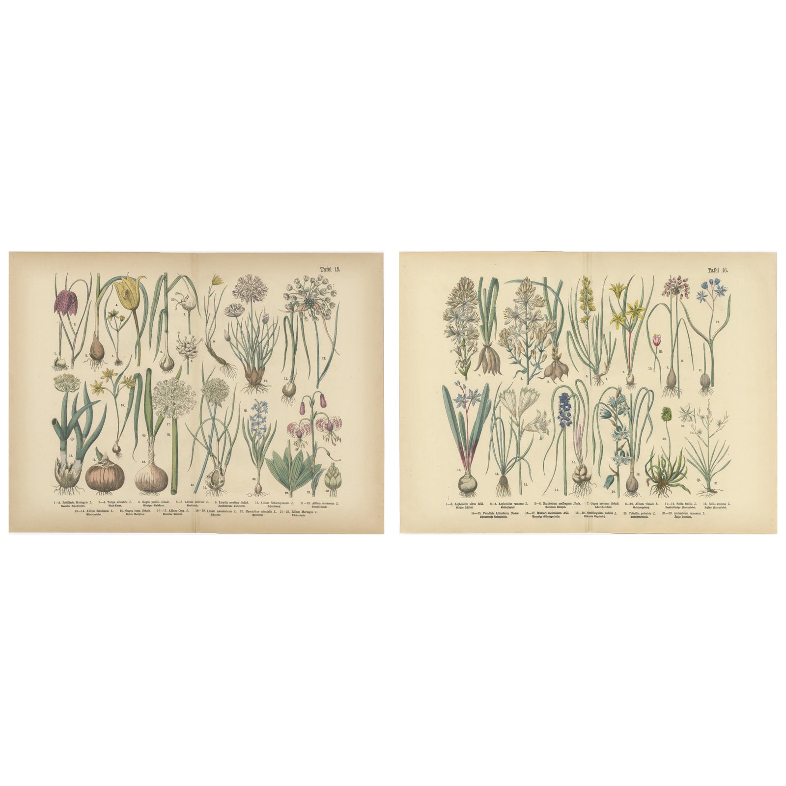 Antique German Botanical Atlas Plates, Tafel 15–16, Bulb Flowers, 1885