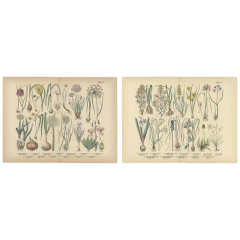 Antique German Botanical Atlas Plates, Tafel 15–16, Bulb Flowers, 1885