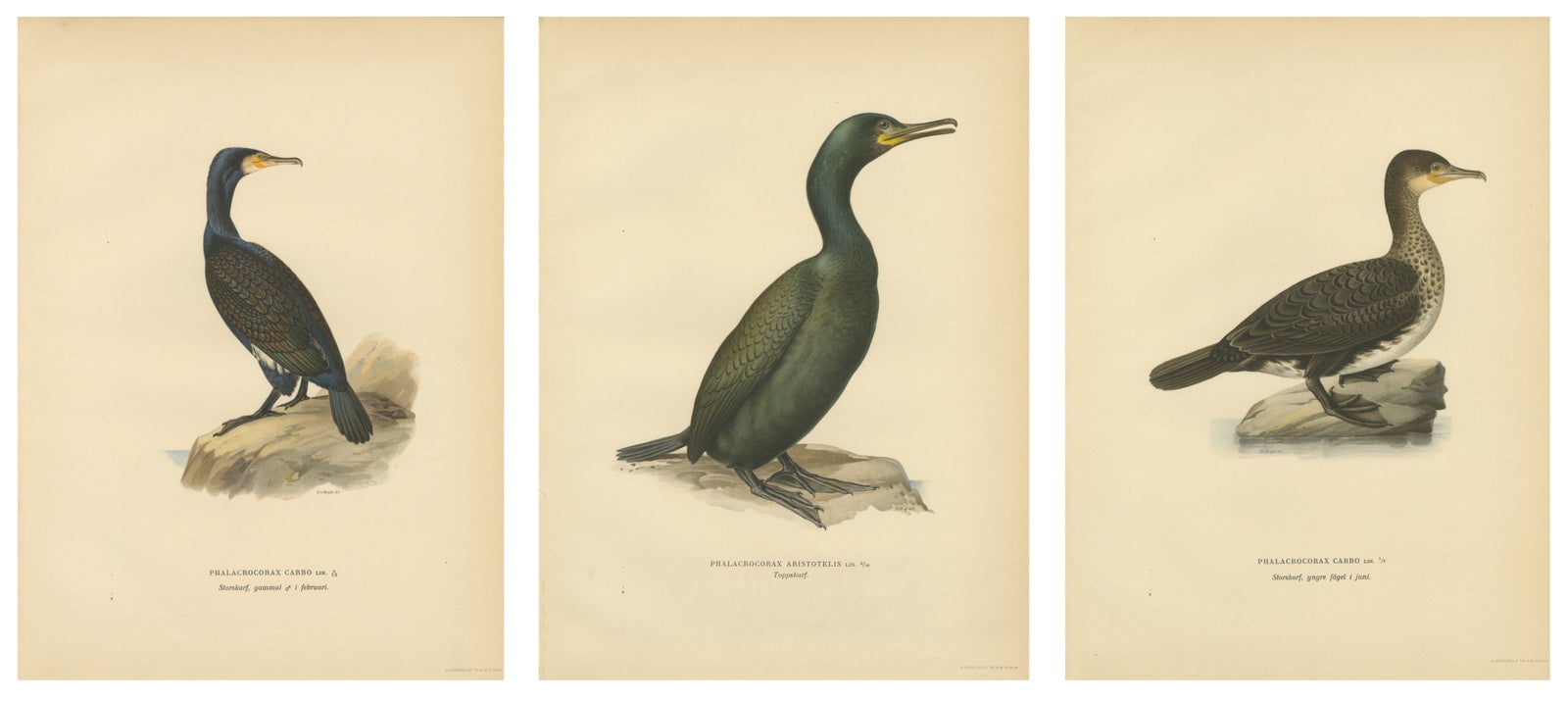 Antique Cormorant Bird Lithographs Set of 3, Scandinavian Birds Sweden 1929
