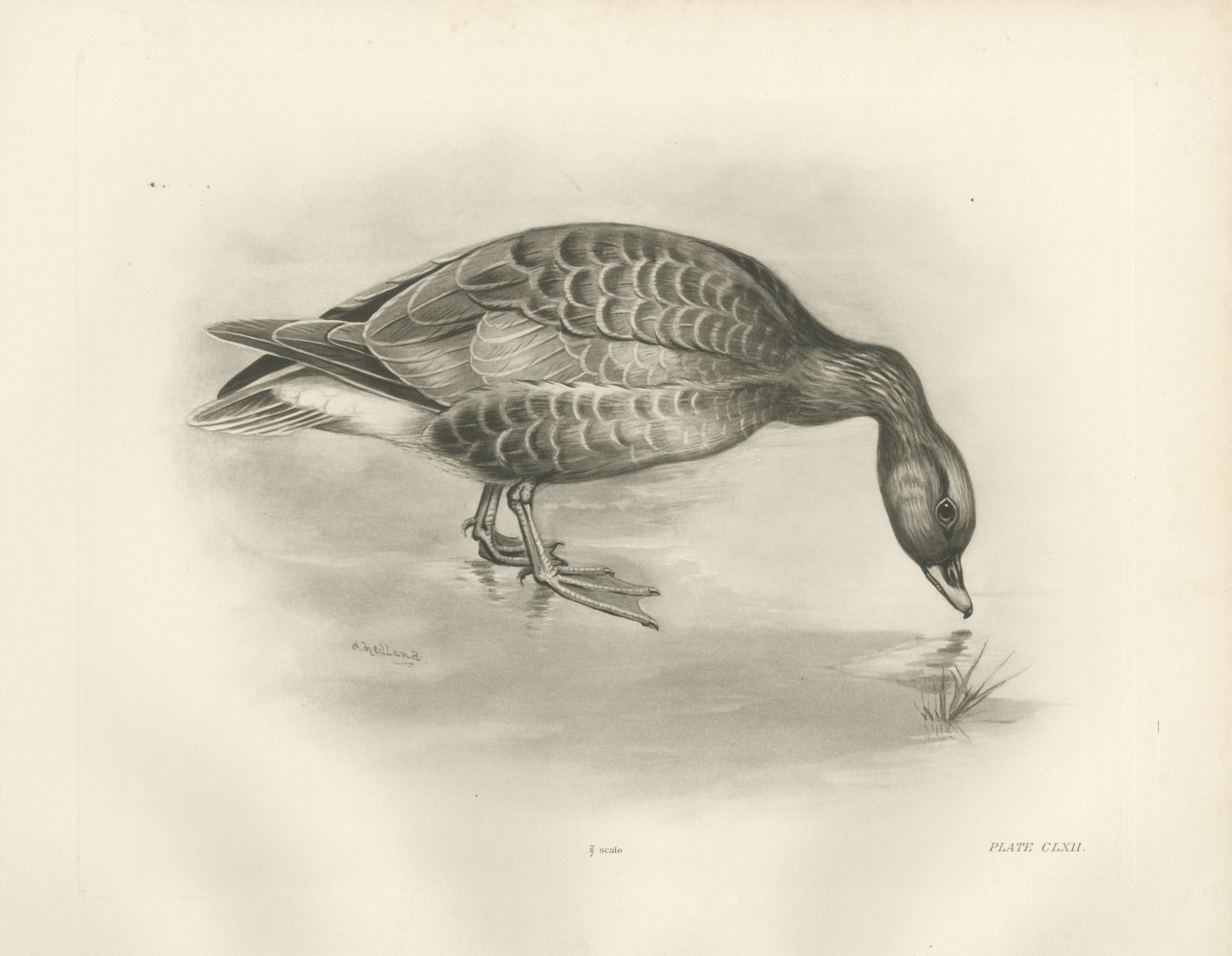 Pink-footed Goose Feeding at the Water's Edge after Lilian Medland, c. 1909