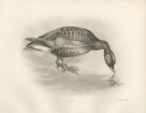 Pink-footed Goose Feeding at the Water's Edge after Lilian Medland, c. 1909