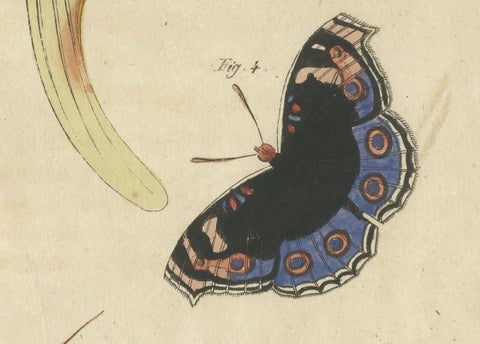 Original Antique Print of Exotic Moths and Butterflies by Bertuch, c. 1820, close-up 6