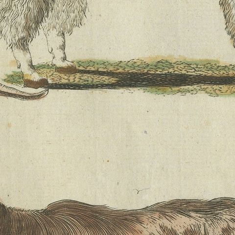 Hand Colored Antique Print of a Goat and Angora Goat, close-up 6