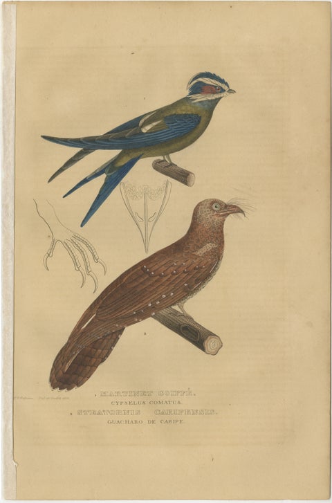 Original Hand-Colored Bird Print of an Oilbird and a Crested Swift, 1845, view 2