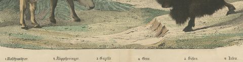 Antique Bison and Wildebeest Print with Zebu and Gazelle, Kolb, circa 1890, close-up 2