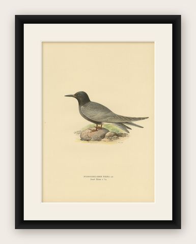 Antique Bird Print of the Black Tern by Von Wright, 1917, shown framed