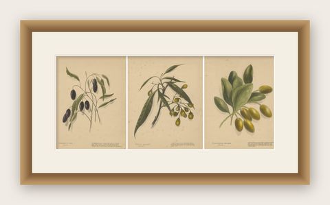 New Zealand Botanical Fruit Studies, Set of Three Lithographs, 1890, shown framed