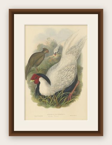Antique Bird Print of the Silver Pheasant by Gould, circa 1850, shown framed
