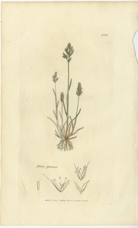 Eight Antique Botanical Engravings of Aira, Avena & Holcus Meadow Grasses, 1830, view 5