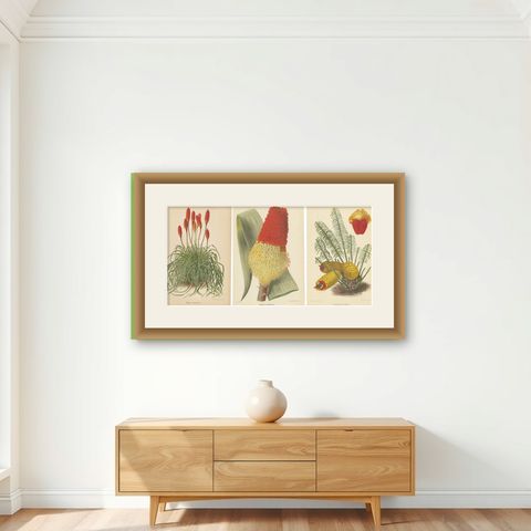 Exquisite Botanicals from Revue Horticole: A 19th-Century Garden Showcase, shown framed on a wall