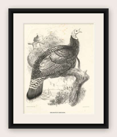 Antique Bird Print of Mexican Turkey, Lithograph, Circa 1868, Rare, shown framed