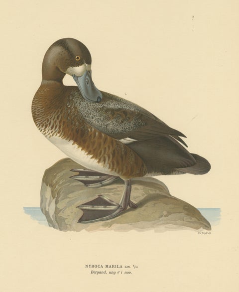 Original Old Bird Print of a Male Greater Scaup, view 3