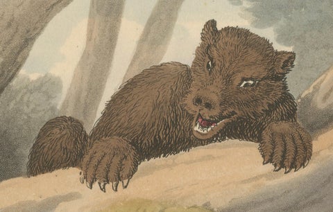 Foreign Field Sports: The Bear Triap Aquatint by Dubourg, Merke & Howitt, 1813, close-up 3