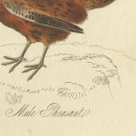 Antique Bird Print of a Male Pheasant and Nightjar by Mudie, 1835, close-up 1
