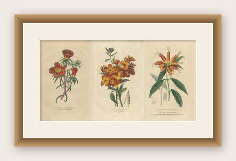Floral Elegance: A Collection of Hand-Colored Engravings from 1845, shown framed