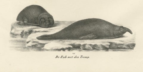 19th-Century Lithograph of Seals and Elephant Seals in Arctic and Marine Habitat, close-up 4
