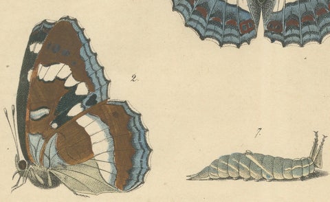 1848 Hand-Colored Lithograph of Butterfly Life Cycle, close-up 4