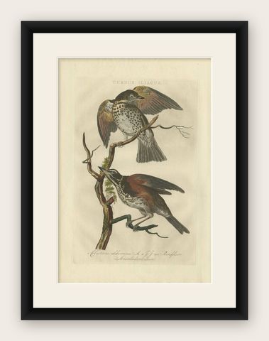 Redwing Thrush, Antique Bird Print by Nozeman and Sepp, 1770, shown framed