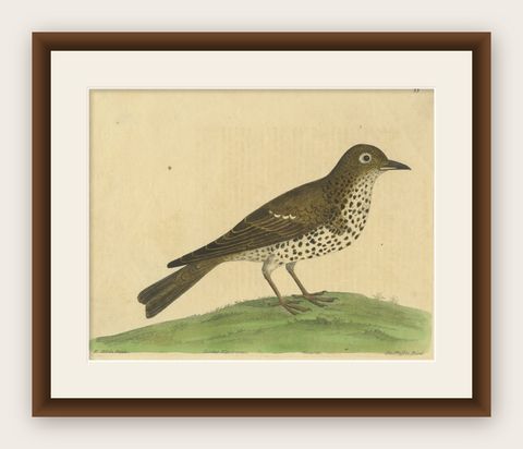 Antique Bird Print of a Mistle Thrush, circa 1731, shown framed