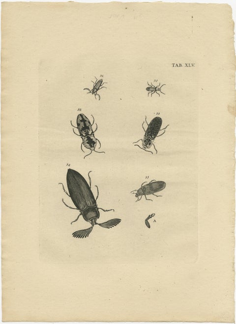 Set of 5 Antique Prints of various Beetles, view 5