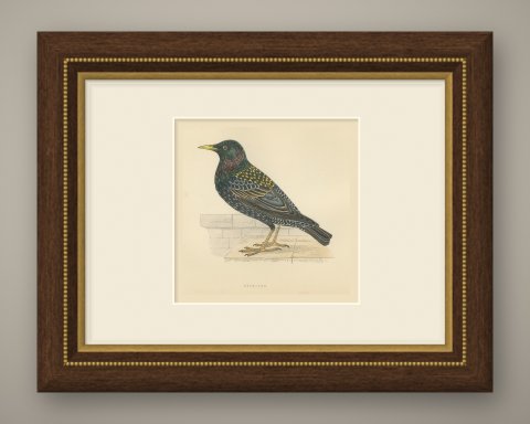 Starling on a Stone Ledge, Hand Colored Wood Engraving, Morris, 1896, shown framed