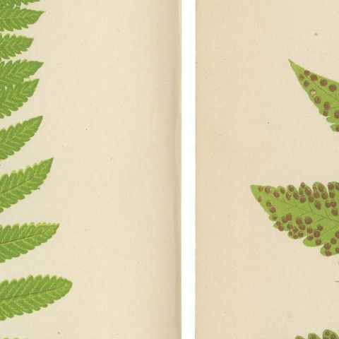 Antique Set of Botanical Fern Prints– Aspidium Articulatum & Aspidium Coadunatum, close-up 2