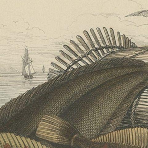 Antique Print of Various Flatfish, 1854, close-up 1