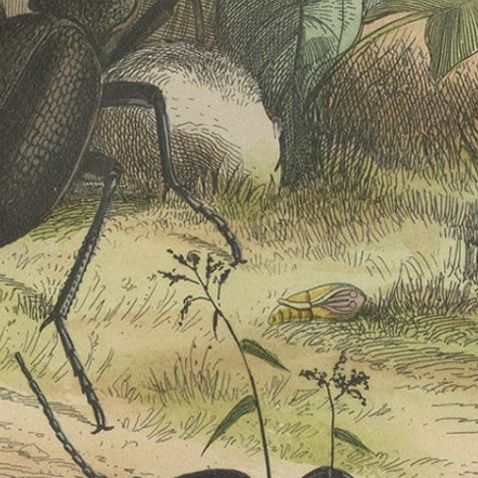 Antique Print of Beetles, Published in 1854, close-up 3
