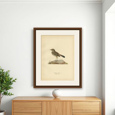 Antique Bird Print of the Bluethroat by Von Wright, 1927, shown framed on a wall