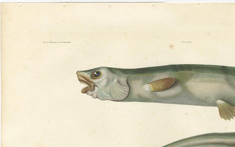 Antique Print of the Deep-Sea Spiny Eel (Notacanthus nasus), Paris, 1845, close-up 2