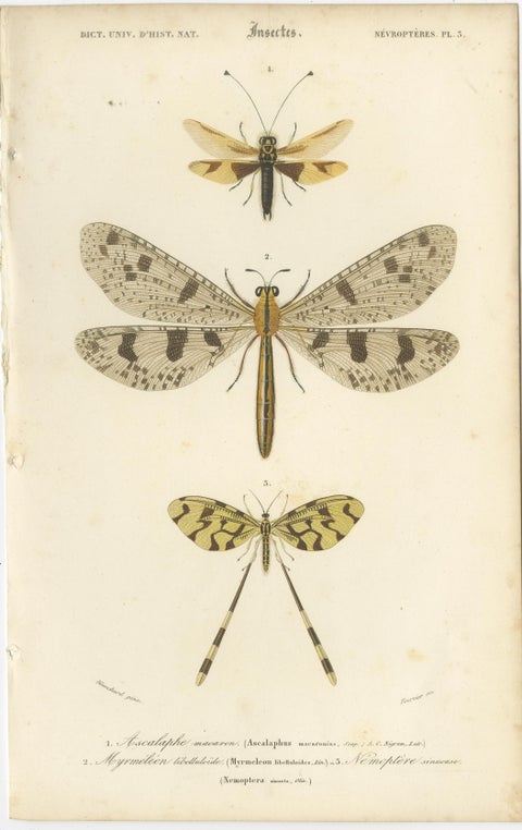Antique Dragonfly Prints, Neuropteres Plates 3 & 6, Copper Engravings, ca.1800, view 2