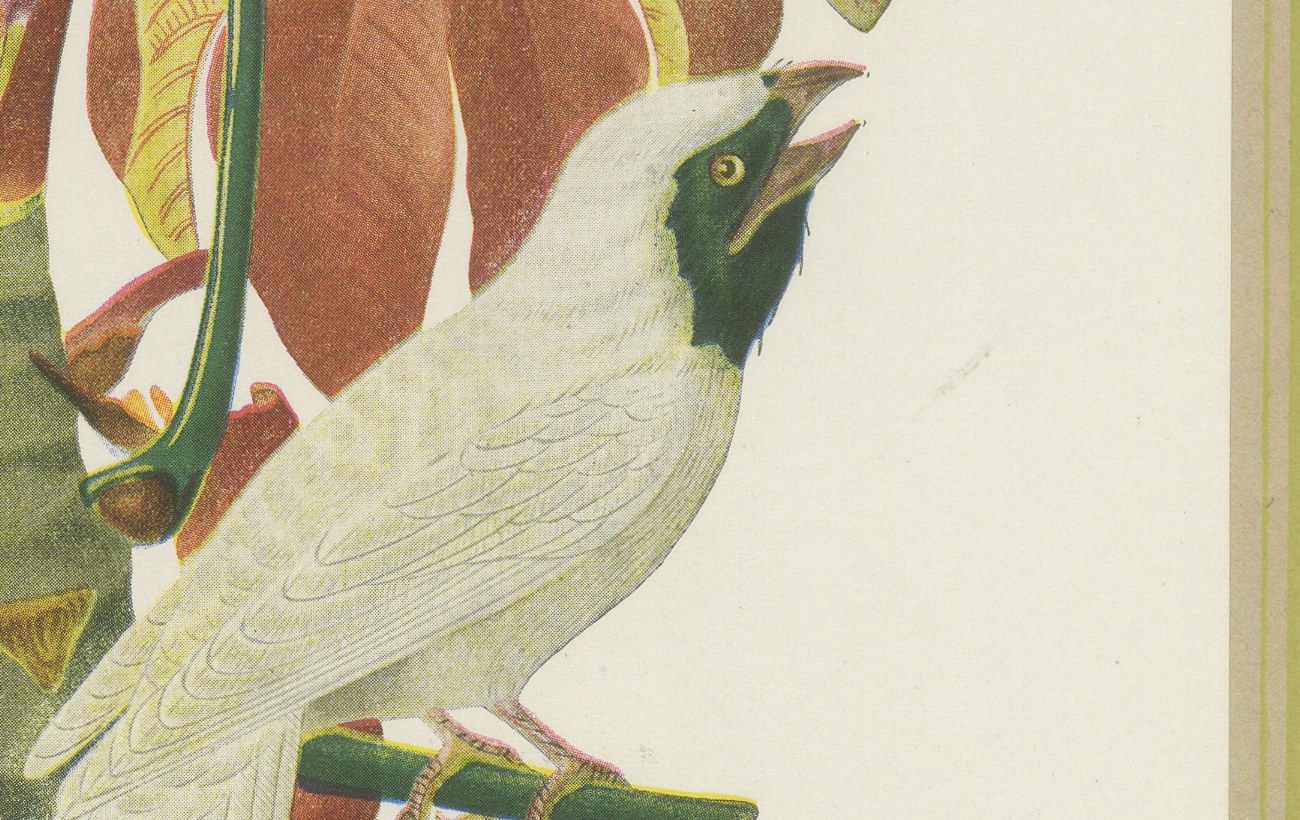 Cotingas and Tanagers on a Cecropia, Brazilian Bird Print, Descourtilz, 1944, view 4