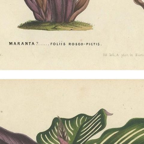 Set of 2 Antique Botany Prints of Maranta Plant Species by Van Houtte, '1848', close-up 2