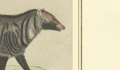 Antique Asian Civets & Kopi Luwak Natural History Engraving, Bertuch, 1820, close-up 2
