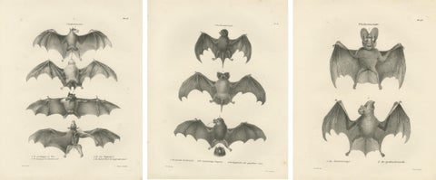 Anatomical Studies of Bats from 'The Mammals' Natural History Publication, 1836, view 5