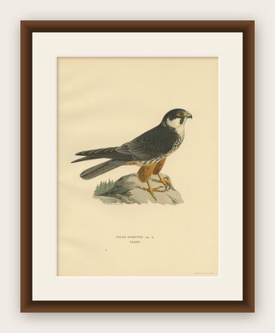 Antique Bird Print of the Eurasian Hobby Falcon by Von Wright, 1929, shown framed