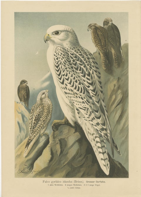 Three Original Vintage Chromolithographs of Falcons by J.F. Naumann, 1901, view 2