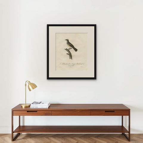 White-Crested Flycatcher - 'Le Moucherolle à huppe blanche' Ornithological Art, shown framed on a wall
